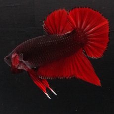 画像6: HMPK　レッドデビル (6)