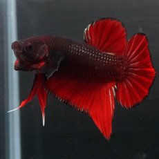 画像4: HMPK　レッドデビル (4)