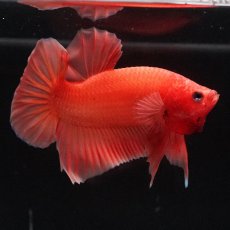 画像3: HMPK　ソリッドオレンジ (3)