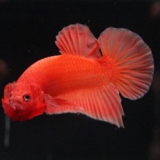 画像9: HMPK　ソリッドオレンジ (9)