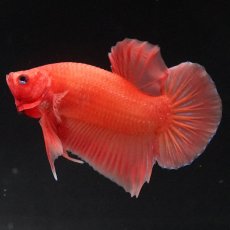 画像4: HMPK　ソリッドオレンジ (4)