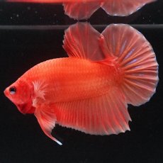 画像8: HMPK　ソリッドオレンジ (8)