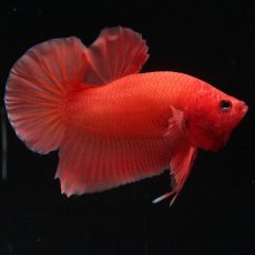 画像5: HMPK　ソリッドオレンジ (5)