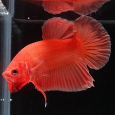 画像7: HMPK　ソリッドオレンジ (7)