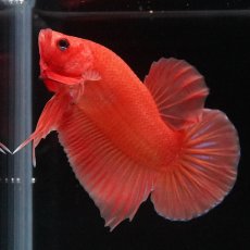 画像6: HMPK　ソリッドオレンジ (6)