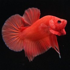 画像2: HMPK　ソリッドオレンジ (2)