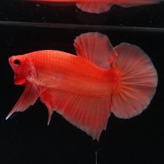 画像1: HMPK　ソリッドオレンジ (1)