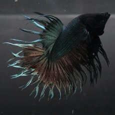 画像5: KCT　カッパー (5)