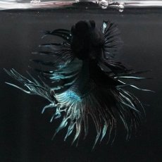 画像6: KCT　カッパー (6)