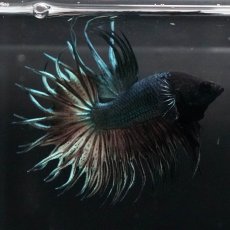 画像1: KCT　カッパー (1)