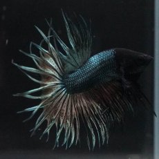 画像4: KCT　カッパー (4)