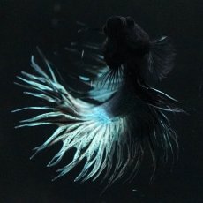 画像3: KCT　カッパー (3)