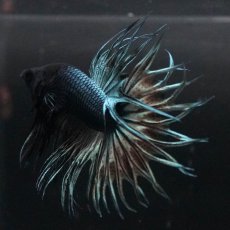 画像2: KCT　カッパー (2)