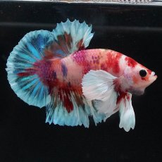 画像4: HMPKダンボ　キャンディ (4)