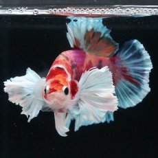 画像3: HMPKダンボ　キャンディ (3)