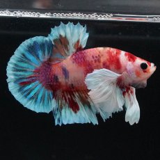 画像6: HMPKダンボ　キャンディ (6)