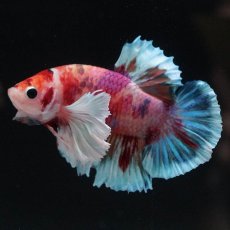 画像7: HMPKダンボ　キャンディ (7)