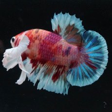 画像5: HMPKダンボ　キャンディ (5)