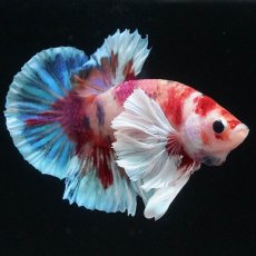 画像9: HMPKダンボ　キャンディ (9)