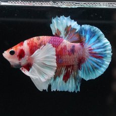 画像1: HMPKダンボ　キャンディ (1)