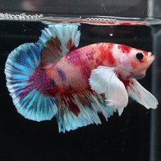 画像2: HMPKダンボ　キャンディ (2)