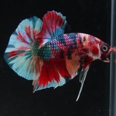 画像3: HMPK　キャンディギャラクシー (3)