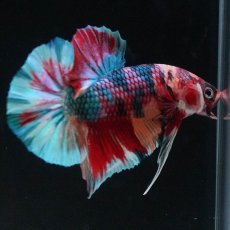 画像7: HMPK　キャンディギャラクシー (7)