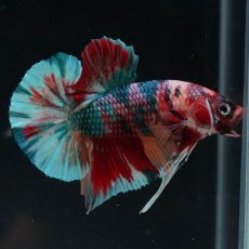 画像5: HMPK　キャンディギャラクシー (5)