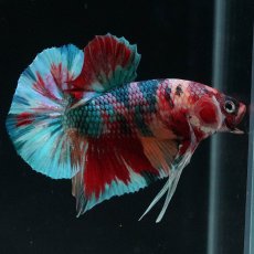 画像1: HMPK　キャンディギャラクシー (1)