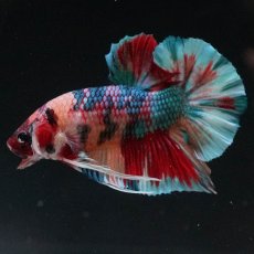 画像8: HMPK　キャンディギャラクシー (8)