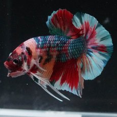 画像6: HMPK　キャンディギャラクシー (6)