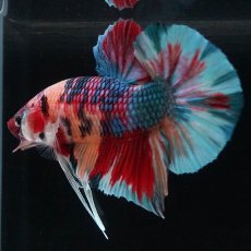 画像4: HMPK　キャンディギャラクシー (4)