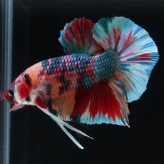 画像2: HMPK　キャンディギャラクシー (2)