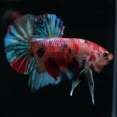 画像9: HMPK　キャンディ (9)