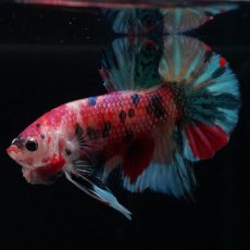 画像6: HMPK　キャンディ (6)