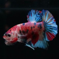 画像2: HMPK　キャンディ (2)