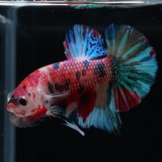 画像8: HMPK　キャンディ (8)