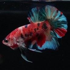 画像4: HMPK　キャンディ (4)