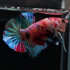 画像7: HMPK　キャンディ (7)