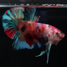 画像5: HMPK　キャンディ (5)