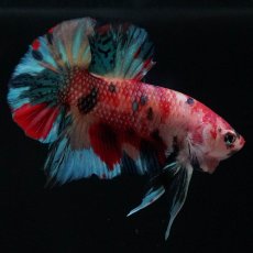 画像3: HMPK　キャンディ (3)