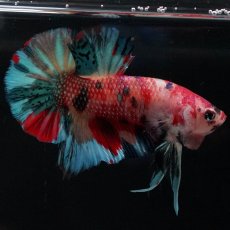 画像1: HMPK　キャンディ (1)