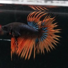 画像5: CT　ブラックマスタード (5)