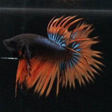 画像4: CT　ブラックマスタード (4)