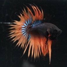 画像3: CT　ブラックマスタード (3)