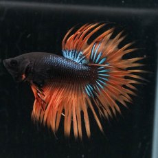 画像2: CT　ブラックマスタード (2)