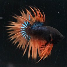 画像1: CT　ブラックマスタード (1)