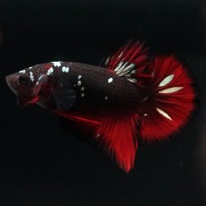 画像4: HMPK　ブラックカッパースター (4)