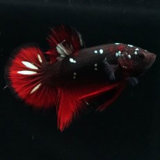 画像7: HMPK　ブラックカッパースター (7)