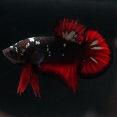 画像8: HMPK　ブラックカッパースター (8)